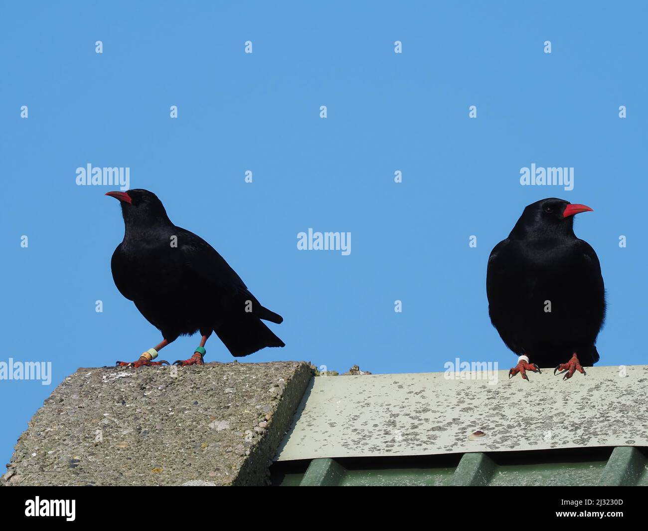 Die großen Herden, die Mitte März zu sehen waren, waren bis zum Monatsende verschwunden, als sich die Vögel paarten und begannen, sich auf die Brutzeit vorzubereiten. Stockfoto