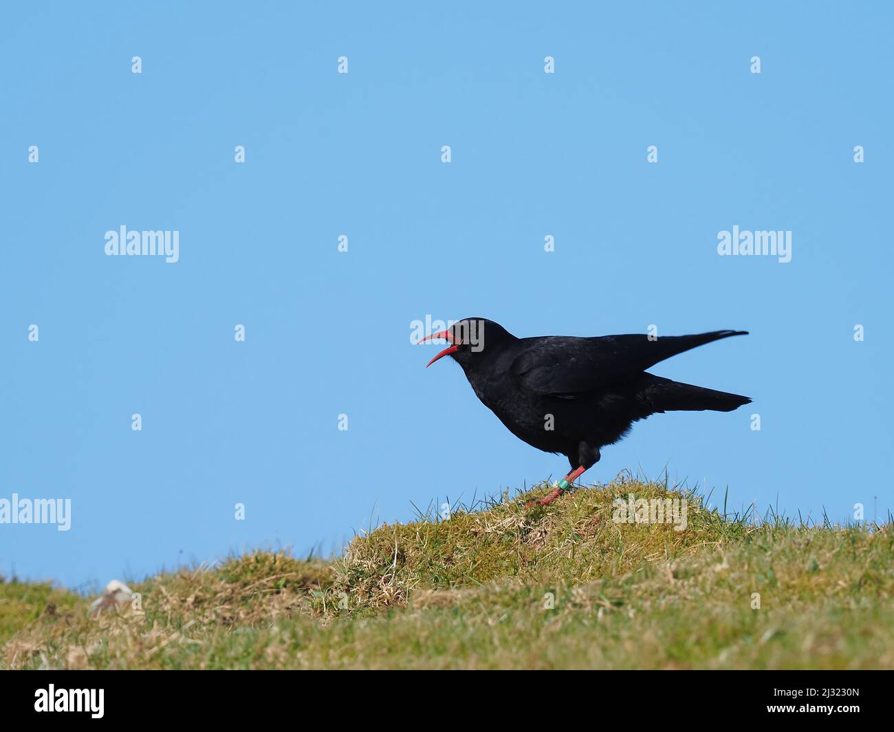 Die großen Herden, die Mitte März zu sehen waren, waren bis zum Monatsende verschwunden, als sich die Vögel paarten und begannen, sich auf die Brutzeit vorzubereiten. Stockfoto