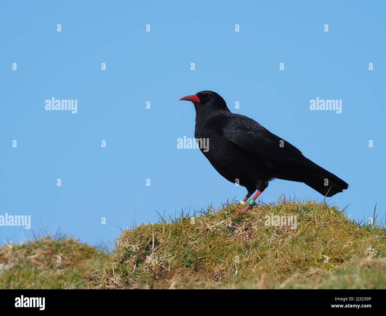 Die großen Herden, die Mitte März zu sehen waren, waren bis zum Monatsende verschwunden, als sich die Vögel paarten und begannen, sich auf die Brutzeit vorzubereiten. Stockfoto