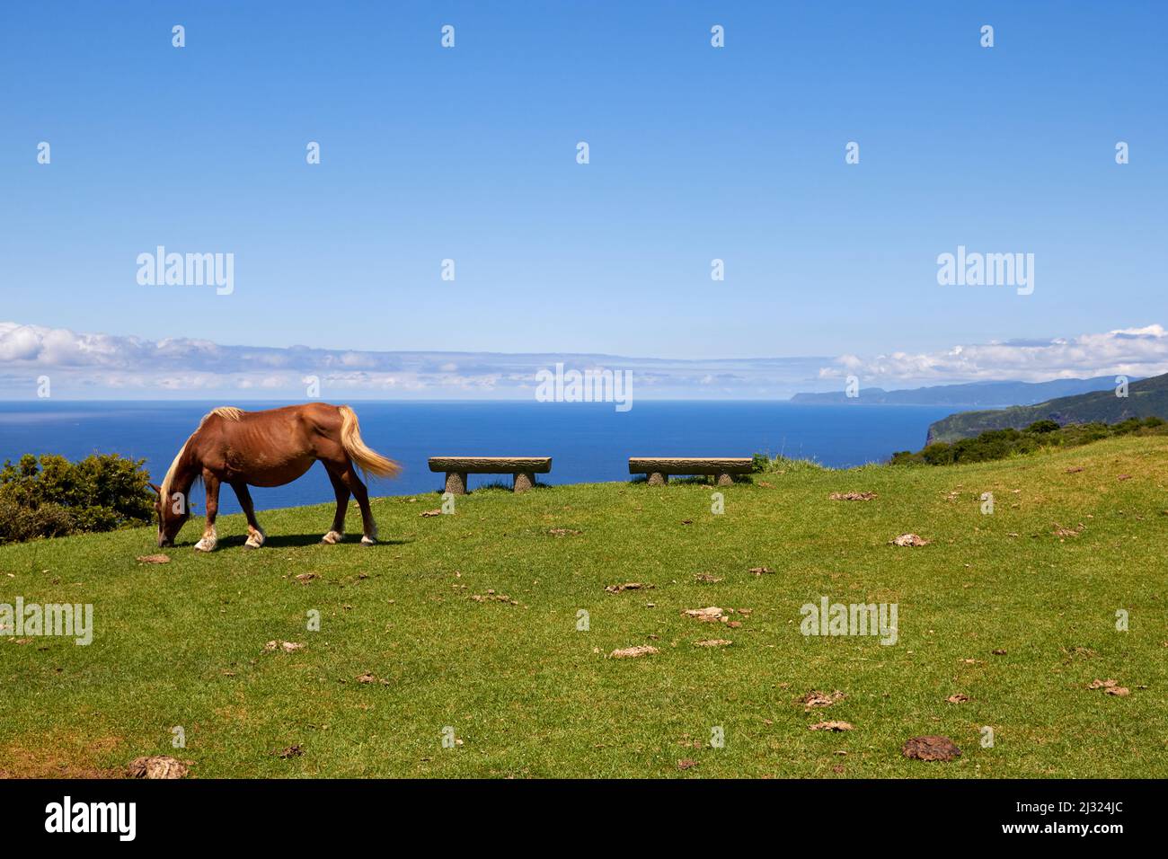 Pferd auf Gras; Matengai Cliff, Nishinoshima; Präfektur Shimane, Japan Stockfoto