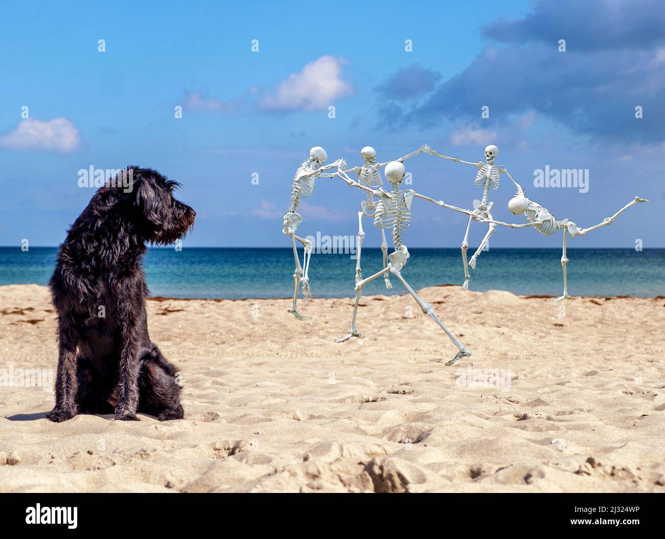 Der neugierige Vorfall des Hundes in der Tageszeit Stockfoto