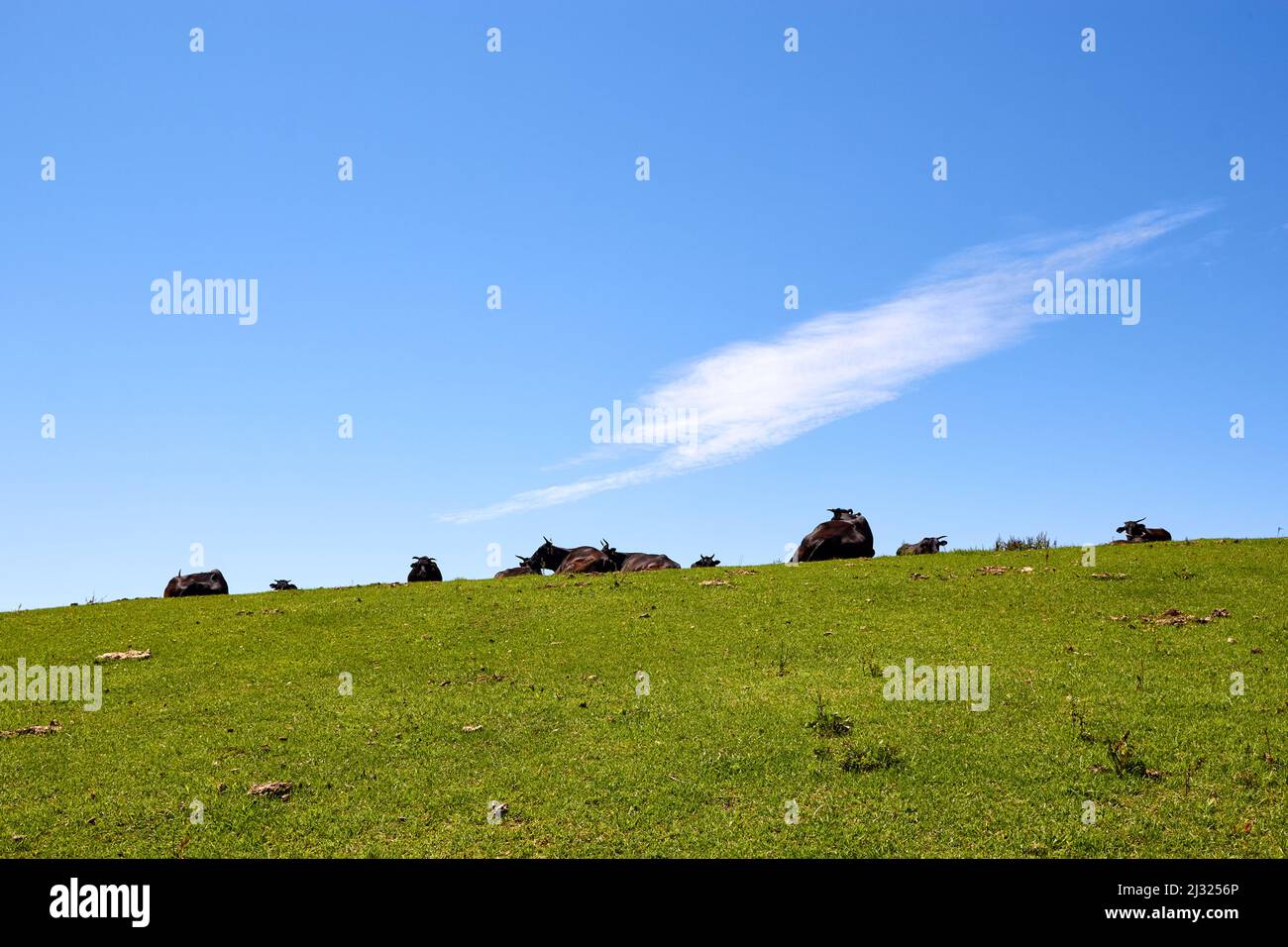 Rinder auf der Matengai-Klippe, Nishinoshima; Präfektur Shimane, Japan Stockfoto