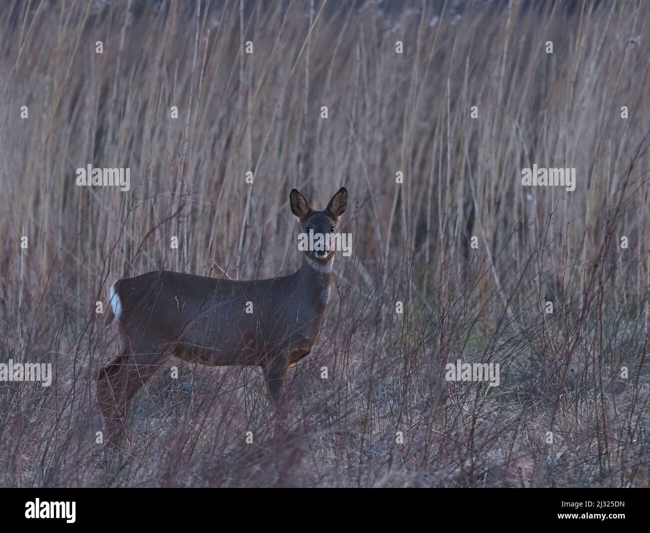 Rehe sind auf Islay recht häufig mit Moor und Cops, die für Deckung zur Verfügung stehen. Die Böcke haben ein kleines Geweih und das tut keines. Stockfoto