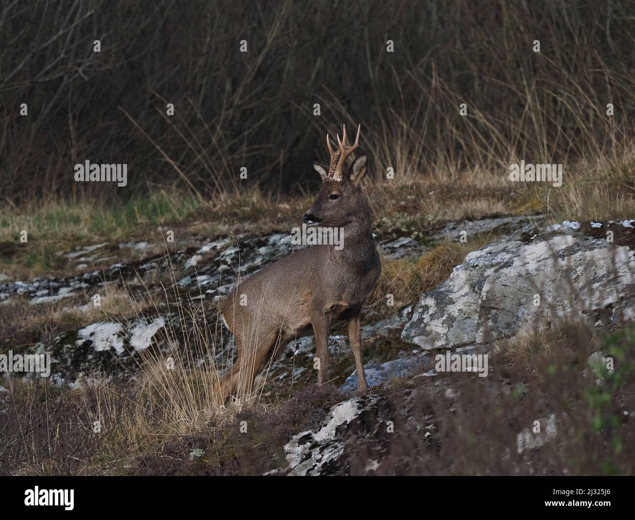 Rehe sind auf Islay recht häufig mit Moor und Cops, die für Deckung zur Verfügung stehen. Die Böcke haben ein kleines Geweih und das tut keines. Stockfoto