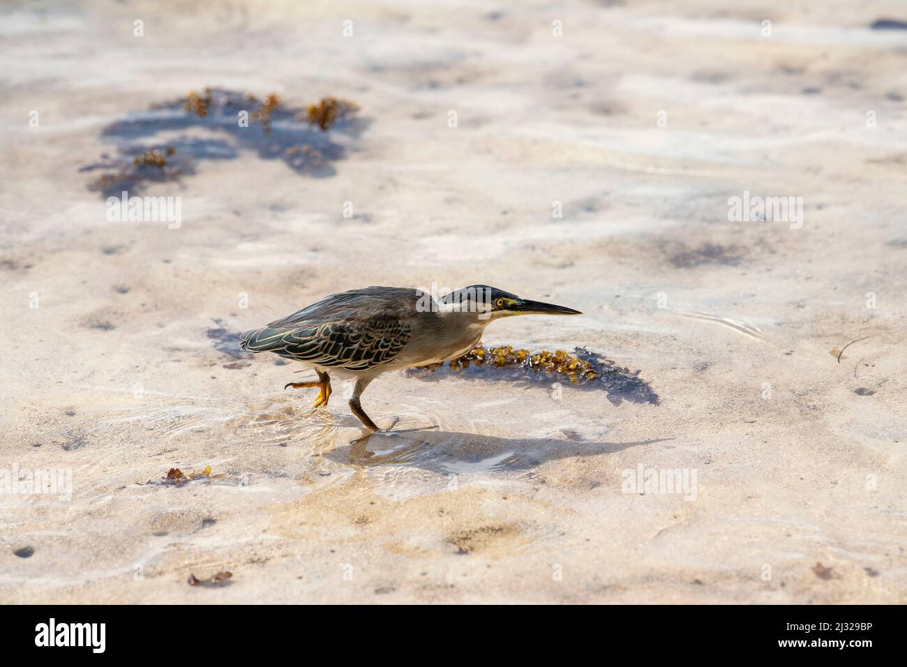 Gestreifte Reiher (Butorides striata) Seychellen Stockfoto