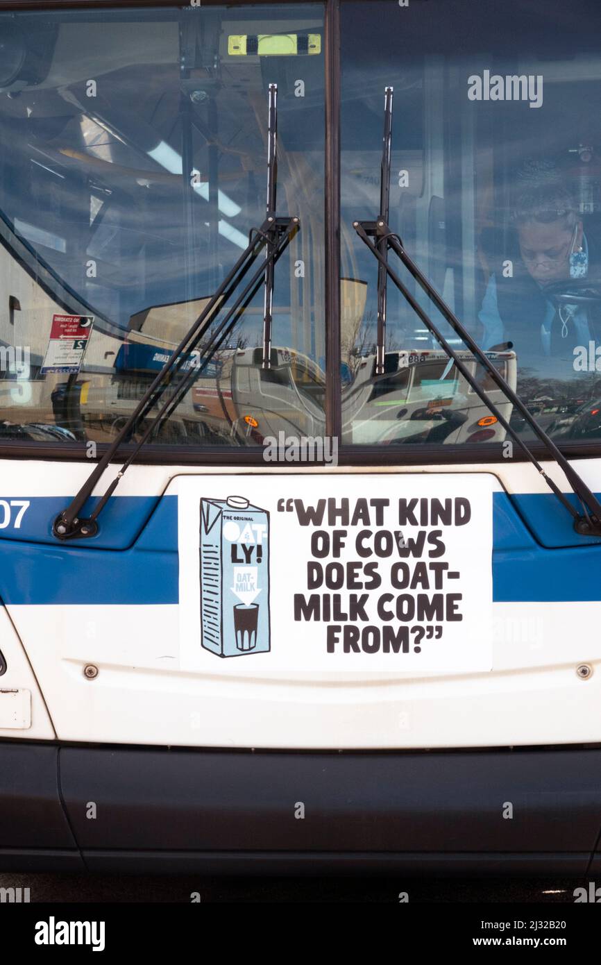 Eine skurrile, witzige, respektlos-skurrile Werbung für Hafermilch auf der Vorderseite eines Busses in Flushing, Queens, New York. Eine von vielen Variationen. Stockfoto