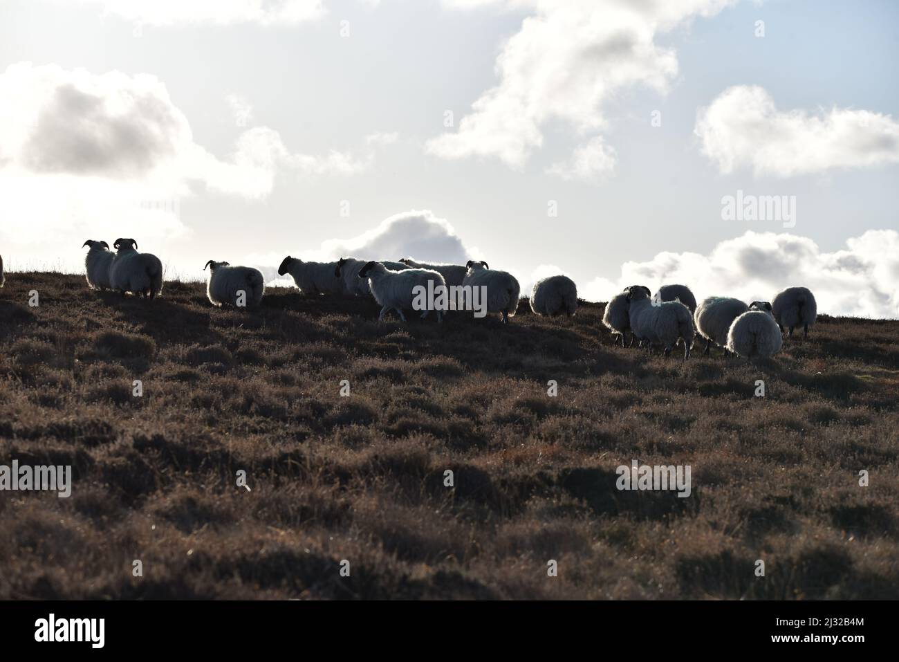 Swaledale Schafen Stockfoto