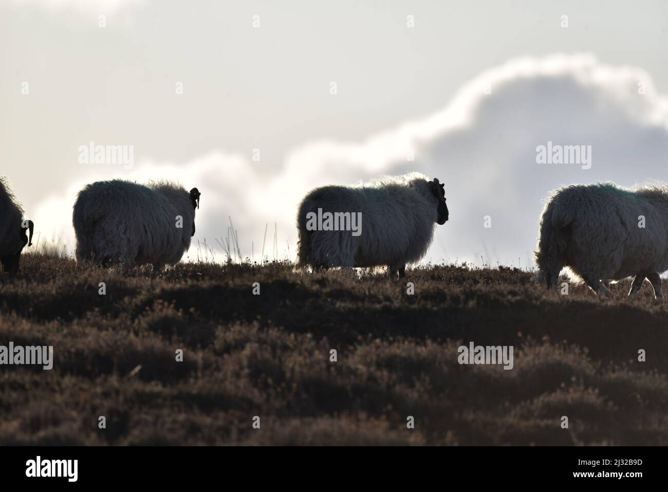 Swaledale Schafen Stockfoto