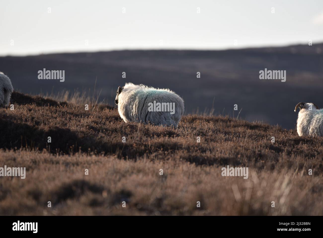 Swaledale Schafen Stockfoto