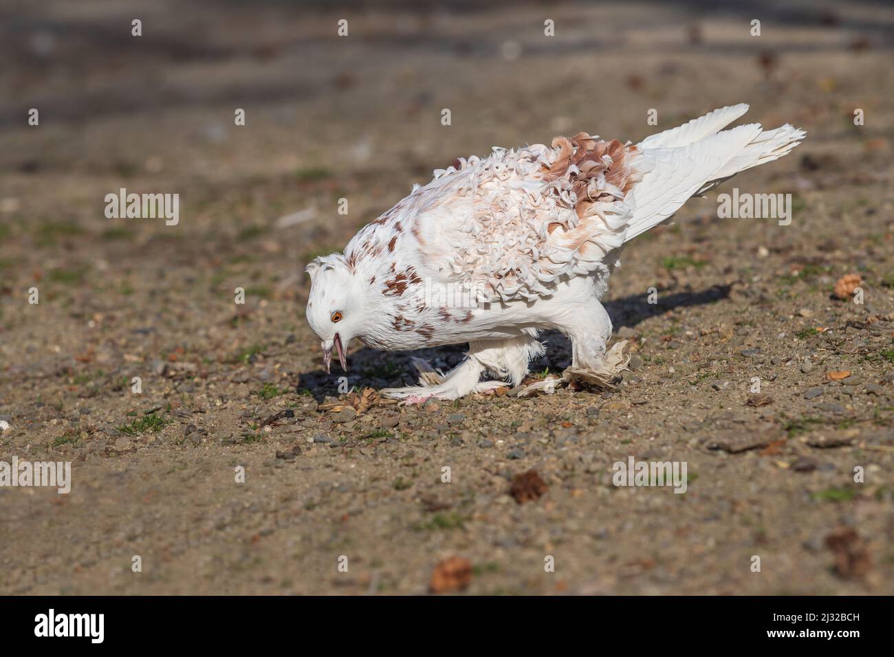 Kleine schöne Vogeltaube. Die Taube zähnt auf der Straße. Stockfoto