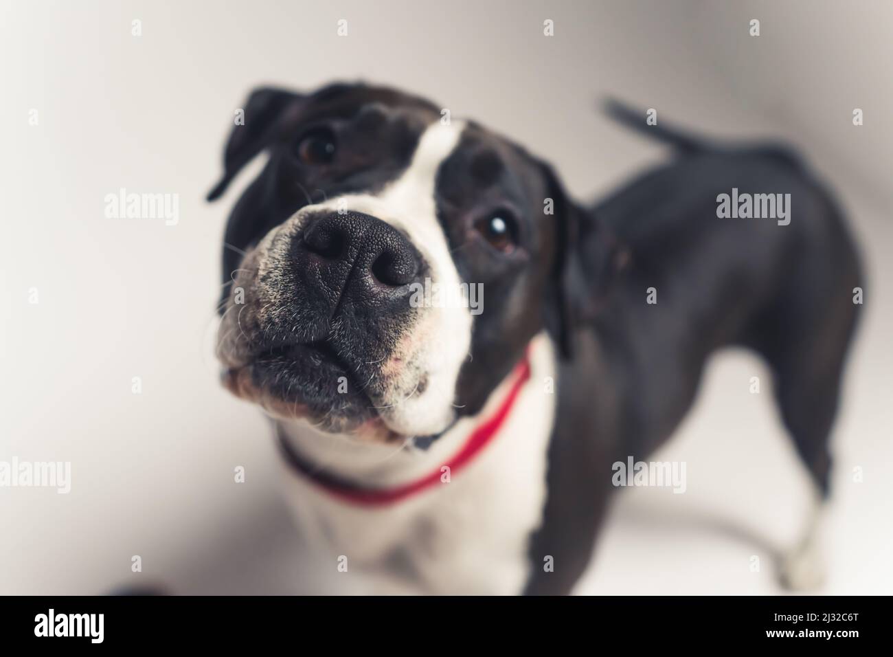 Schwarz-weiß schöner Hund Blick in die Kamera tief Haustier Konzept Studio-Aufnahme aus über mittleren Full-Shot-Gradienten Hintergrund. Hochwertige Fotos Stockfoto