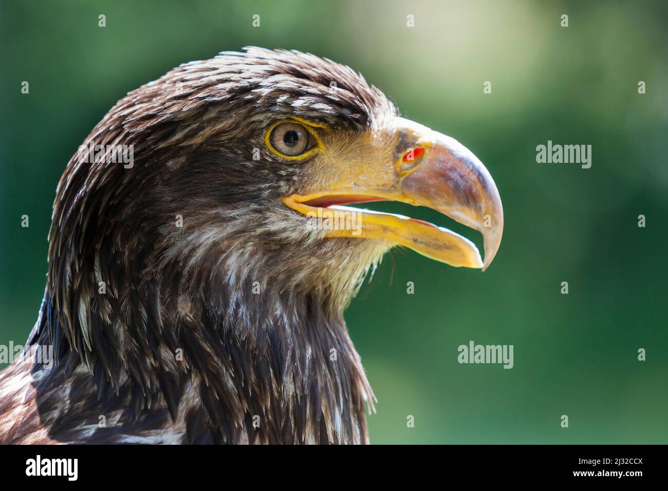 Porträt eines jungen Weißkopfseeadlers - Haliaeetus leucocephalus mit schönem grünen Hintergrund und Bokeh. Stockfoto