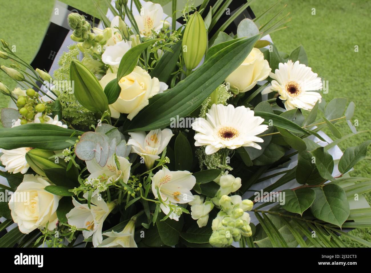 Nahaufnahme der Transvaal-Gänseblümchen der lateinische Name Gerbera ist eine Pflanzengattung aus der Familie der Asteraceae. Stockfoto