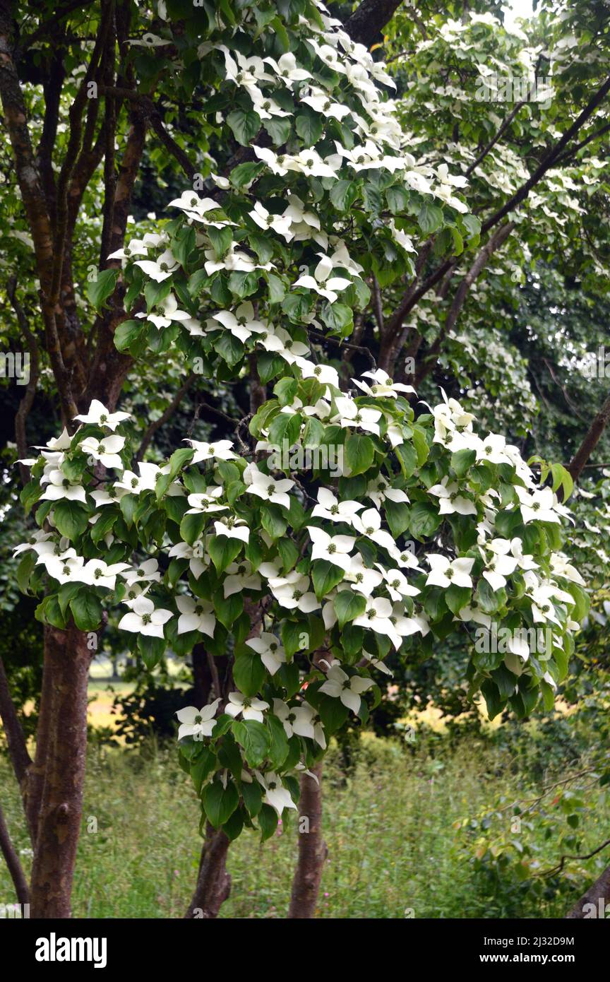 Starry White Cornus capitata (Evergreen Dogwood) Blumen in Holker Hall & Gardens, Lake District, Cumbria, England, Großbritannien. Stockfoto