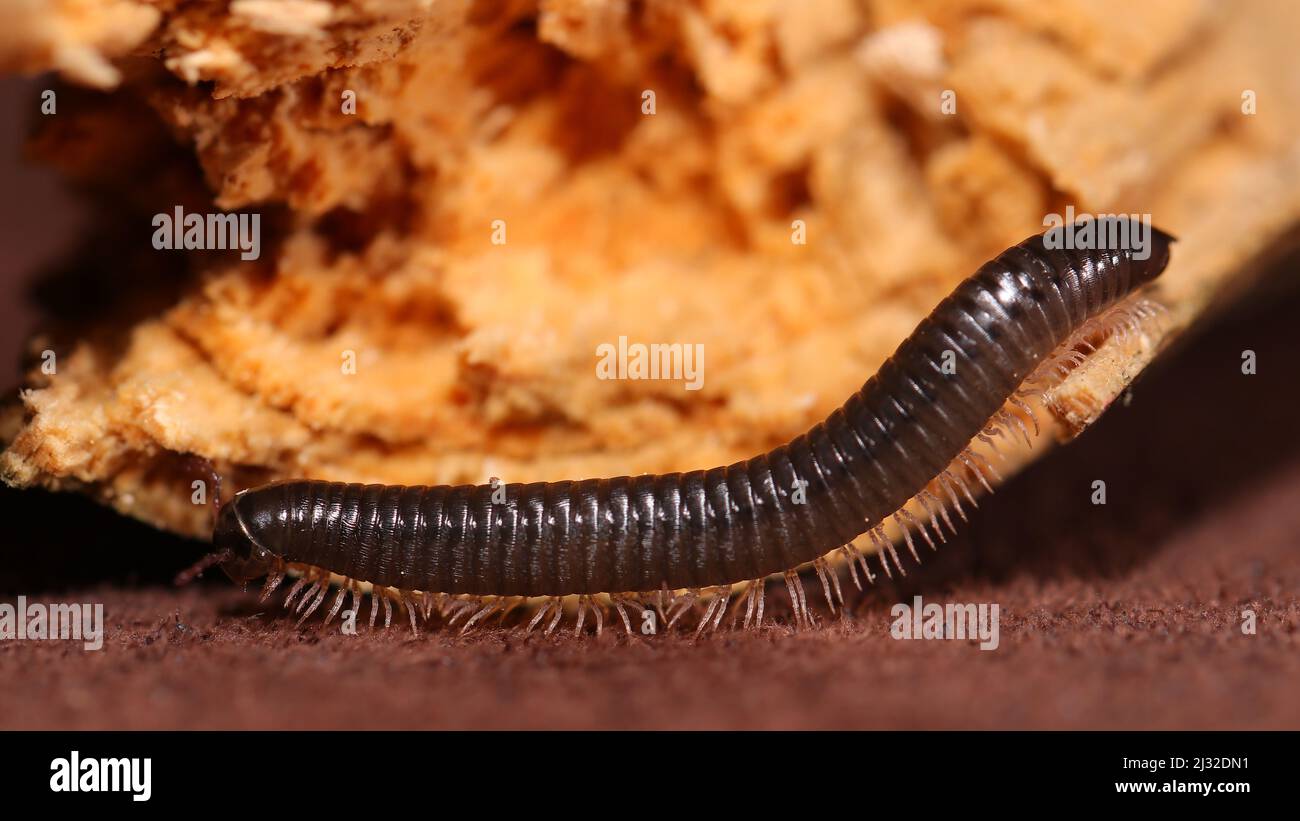 Myriapoda TACHYPODOIULUS NIGER Stockfoto