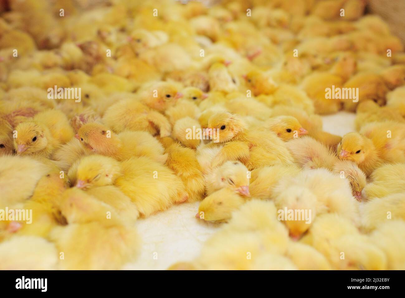 Schlüpfen von Hühnern und Wachteln in einem Inkubator auf einer Geflügelfarm. Stockfoto
