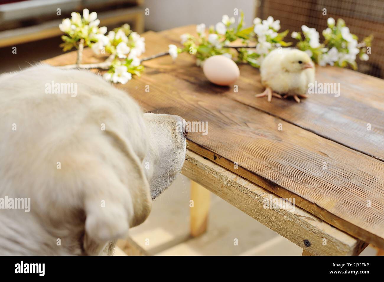Hund labrador Retriever sieht mit Interesse aus und schnuppert vor dem Hintergrund eines blühenden Astes ein Hühnerküken auf einem Holztisch. Stockfoto