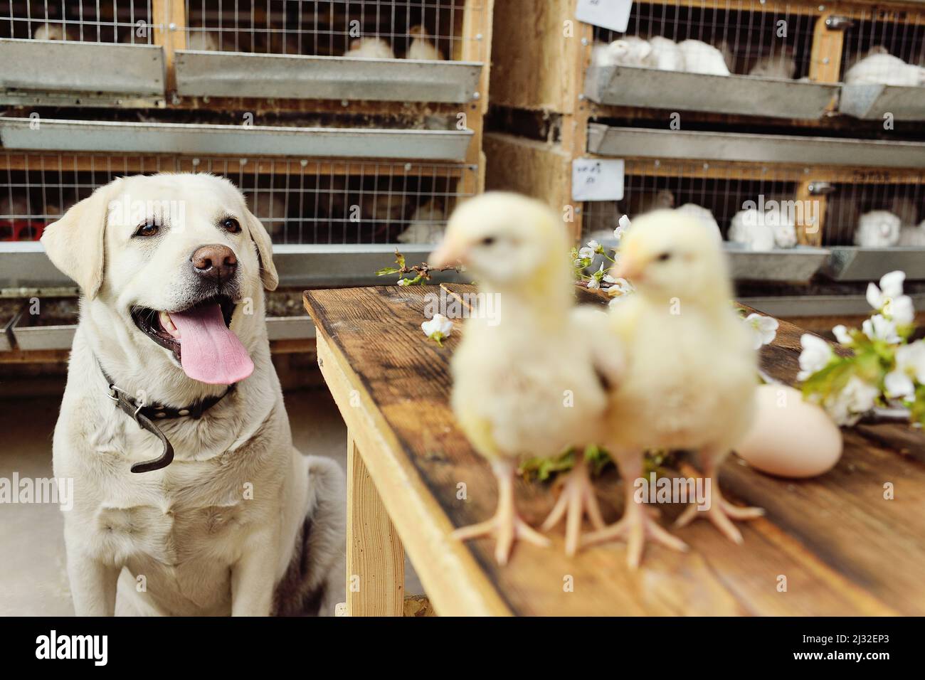 Ein Labrador-Hund beobachtet zwei kleine Hühner auf einem Holztisch vor dem Hintergrund eines Zweiges mit Frühlingskirschblüten. Stockfoto