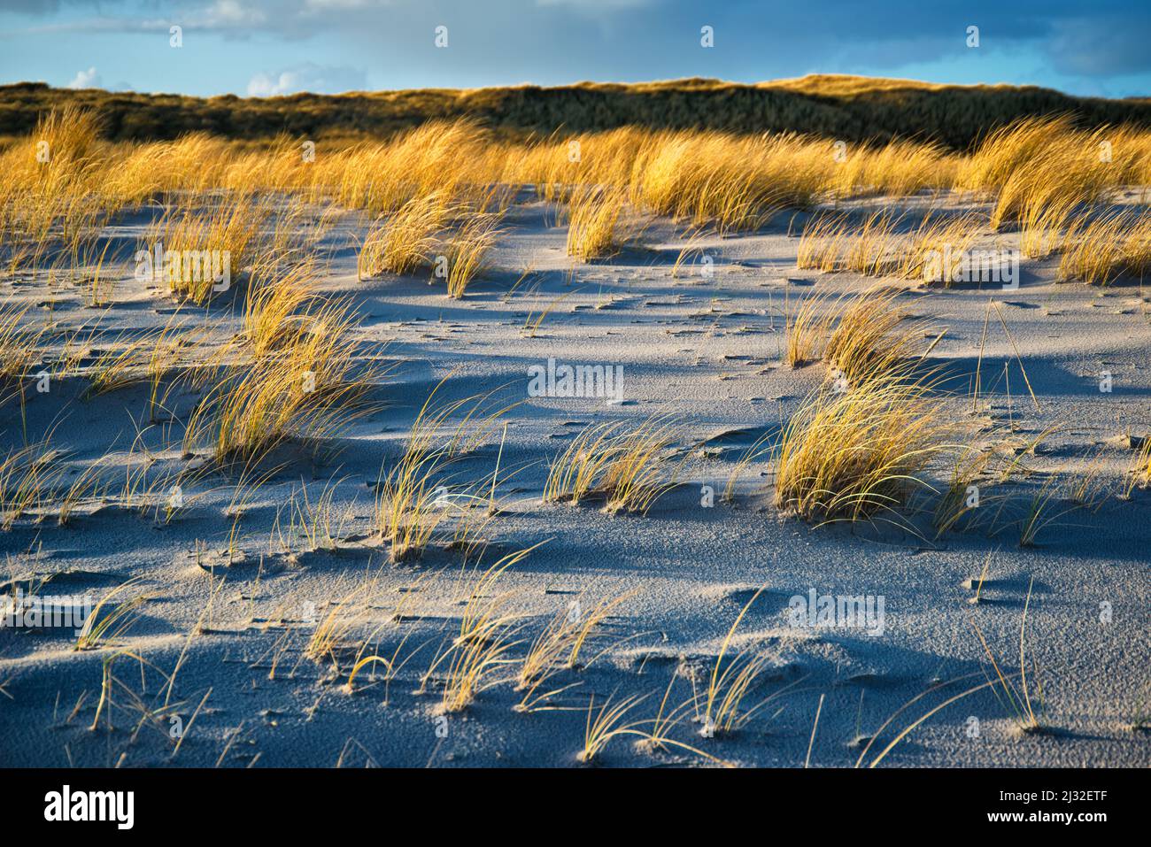 Strand Gras im Wind Stockfoto