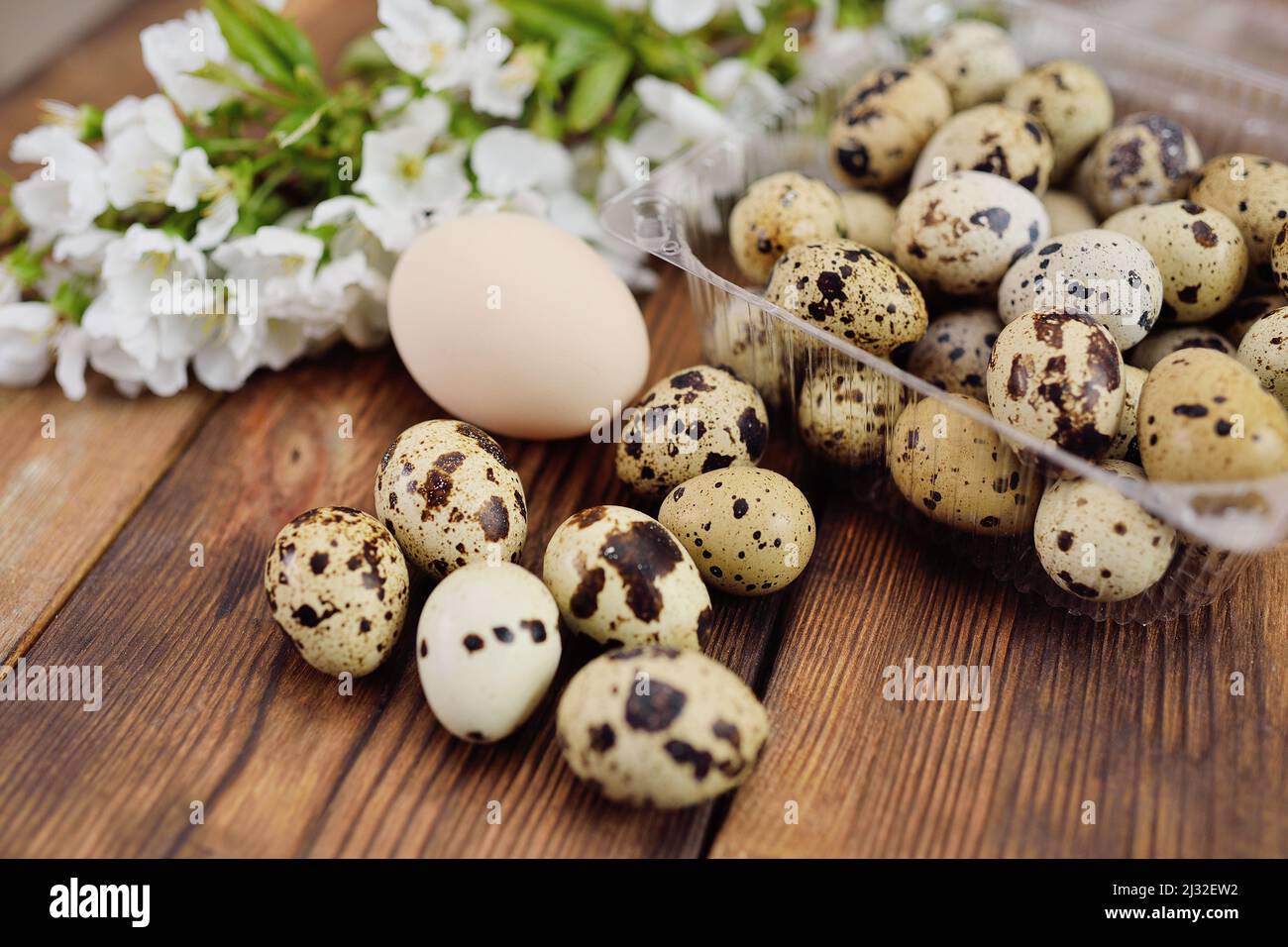 Viele Wachteleier und ein Hühnereier auf einem Holztisch vor dem Hintergrund eines blühenden Zweigs. Stockfoto