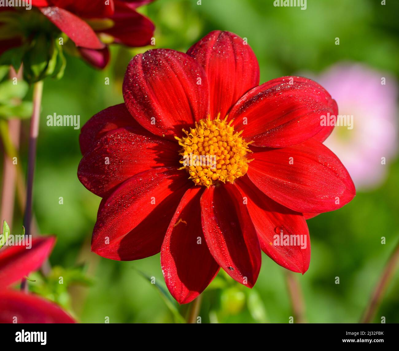 Schöne Nahaufnahme einer Dahlia Stockfoto