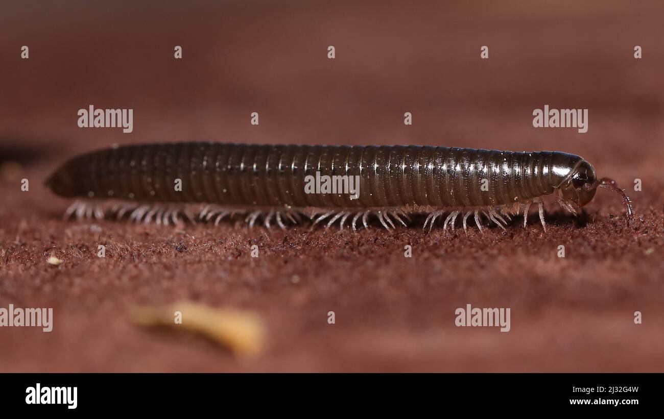 Myriapoda TACHYPODOIULUS NIGER Stockfoto