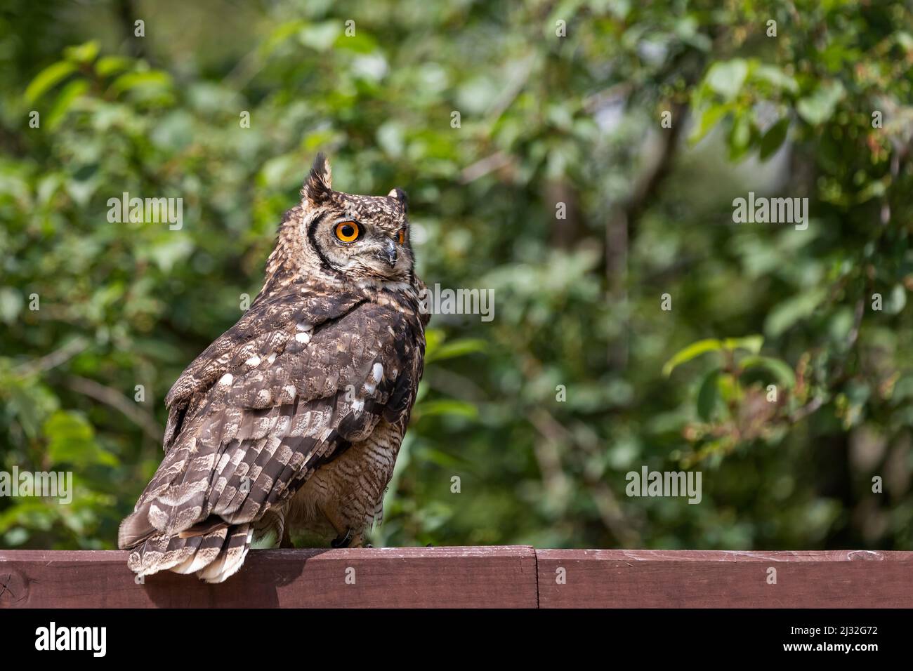 Große Adlereule auf einem Balken sitzend. Im Hintergrund sind Bäume zu sehen. Das Foto hat ein schönes Bokeh. Stockfoto