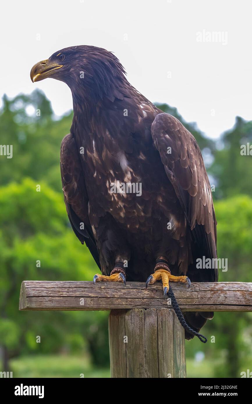 Haliaeetus albicilla - Seeadler, der auf einem Ast sitzt. Stockfoto