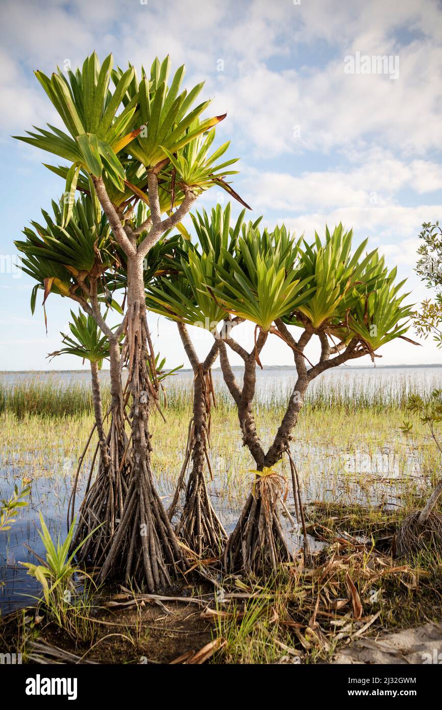 Einheimische Flora am Farihy-Ampitabe-See, Canal des Pangalanes, Madagaskar, Afrika Stockfoto