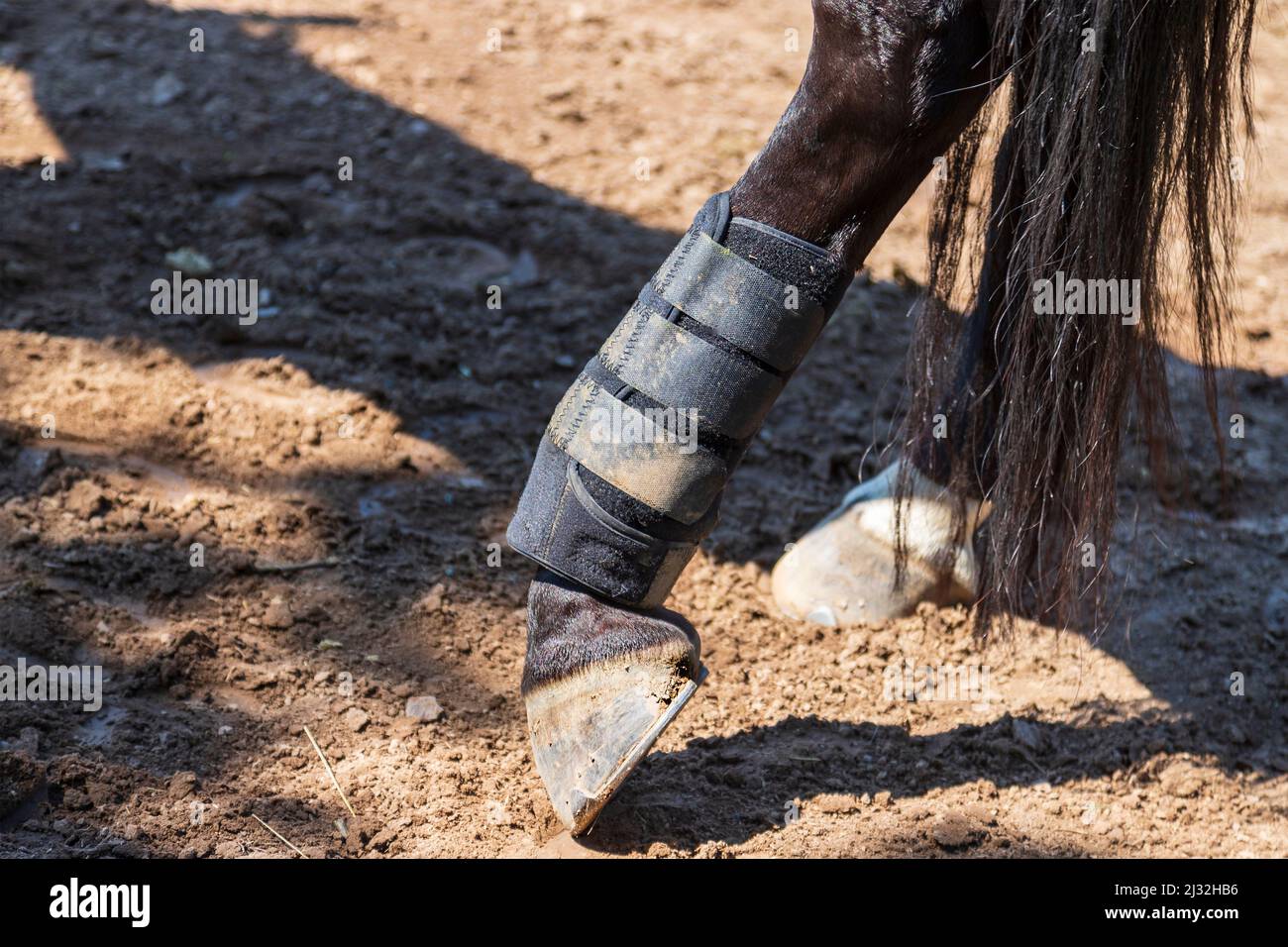 Nahaufnahme eines Pferdebeines. Das Pferd hat eine Orthese am Bein. Stockfoto