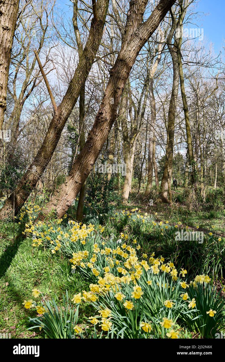 Narzissen und Bäume an einem Tag im Stanley Park, Blackpool Stockfoto