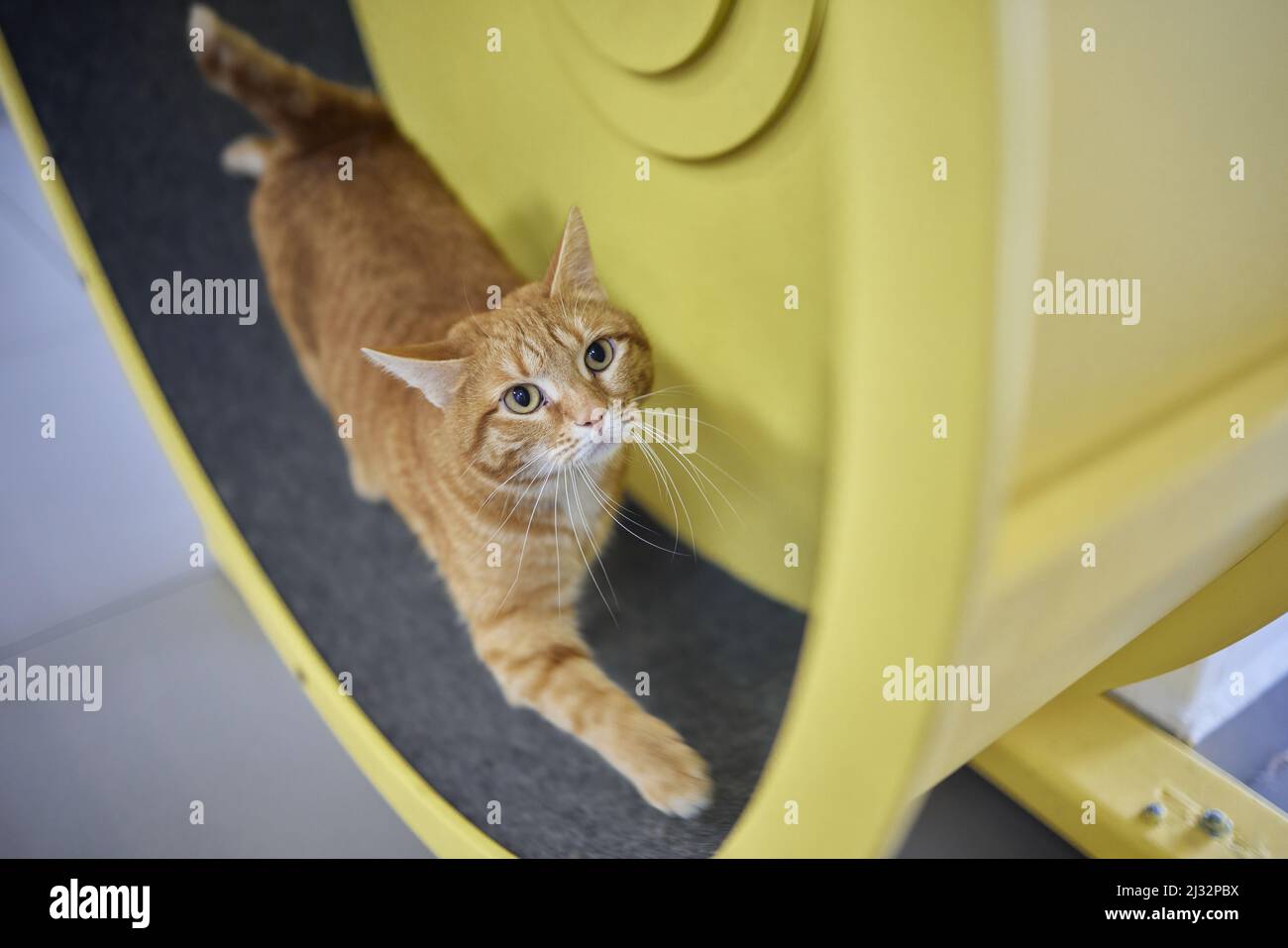 Rauchige Katze läuft auf Übungsrad. Trainingsgerät. Stockfoto