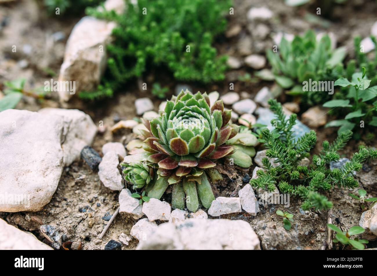 Schöne Sukkulenten im Garten auf dem Blumenbeet. Stockfoto