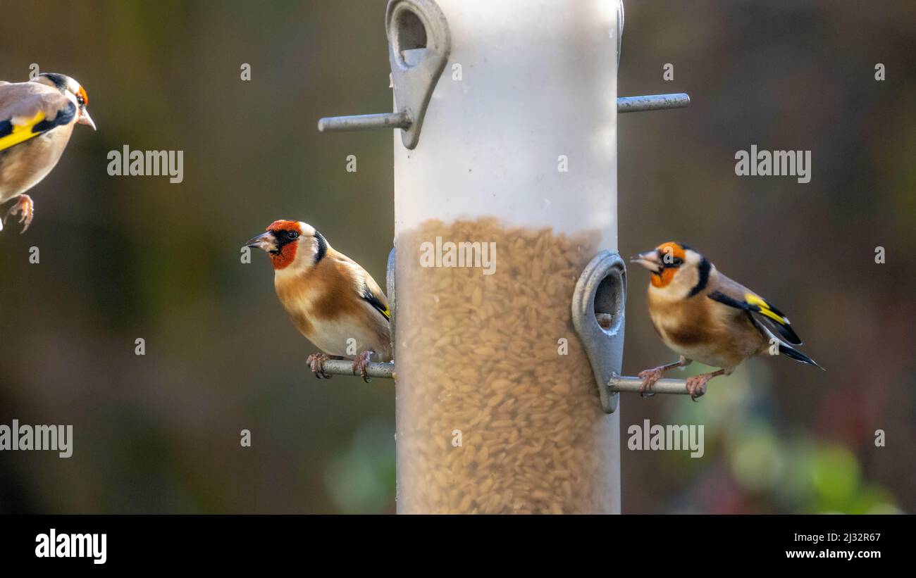 Goldfinken auf Futterhäuschen mit einem fliegenden Goldfinken, West Yorkshire, Großbritannien Stockfoto