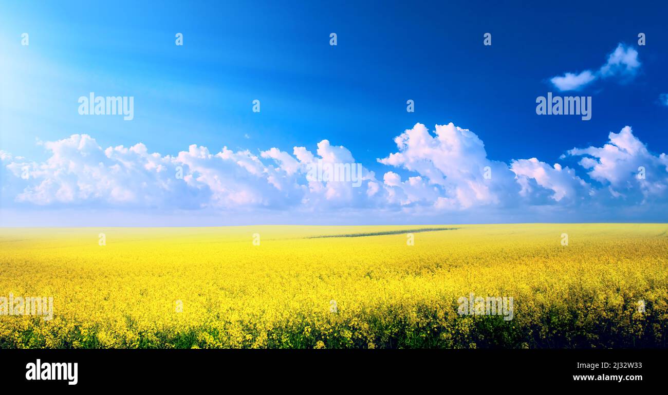 Frühlingslandschaftspanorama mit gelben Blumen auf dem Feld und blauem Himmel Stockfoto