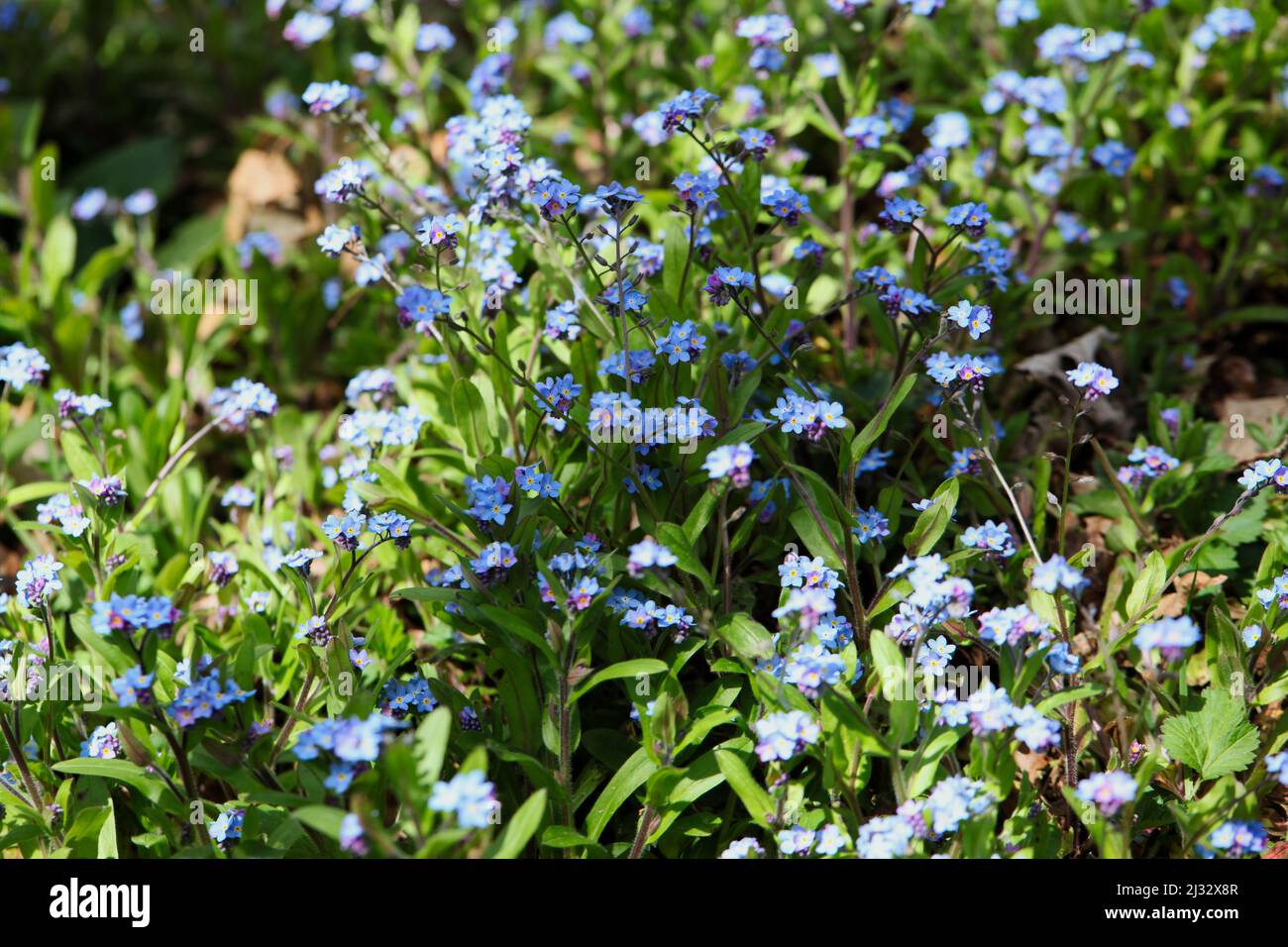 Nahaufnahme von Blue Forget-Me-Not Flowers, die im ummauerten Garten im Warley Place Nature Reserve, Essex, Großbritannien, wachsen. Stockfoto