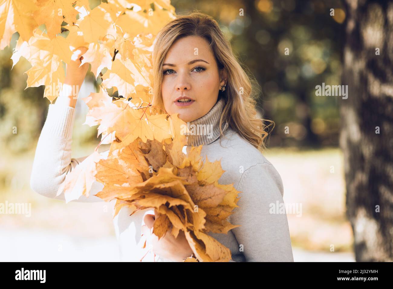 Attraktive selbstbewusste blonde Frau in Pullover joying goldenen Herbst. Hält ein paar goldene Ahornbäume in den Händen Stockfoto