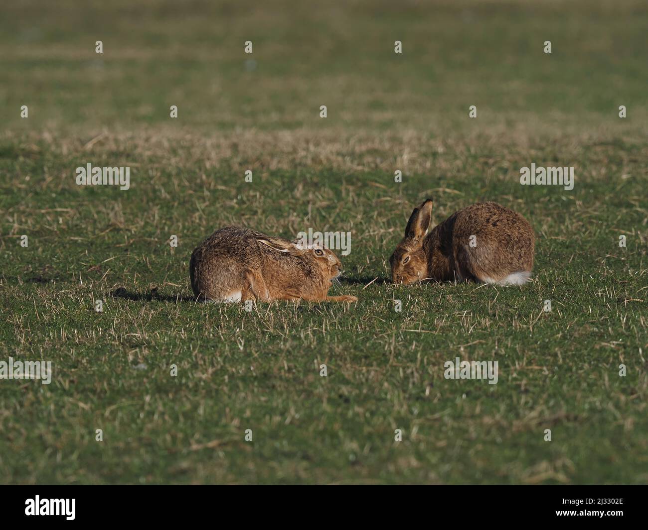 Islay ist voll von braunen Hasen auf dem Grasland und dem angrenzenden Moor. Sie nutzen die langen Segen und den Ginster als Deckmantel für ihre Haupträuberadler. Stockfoto