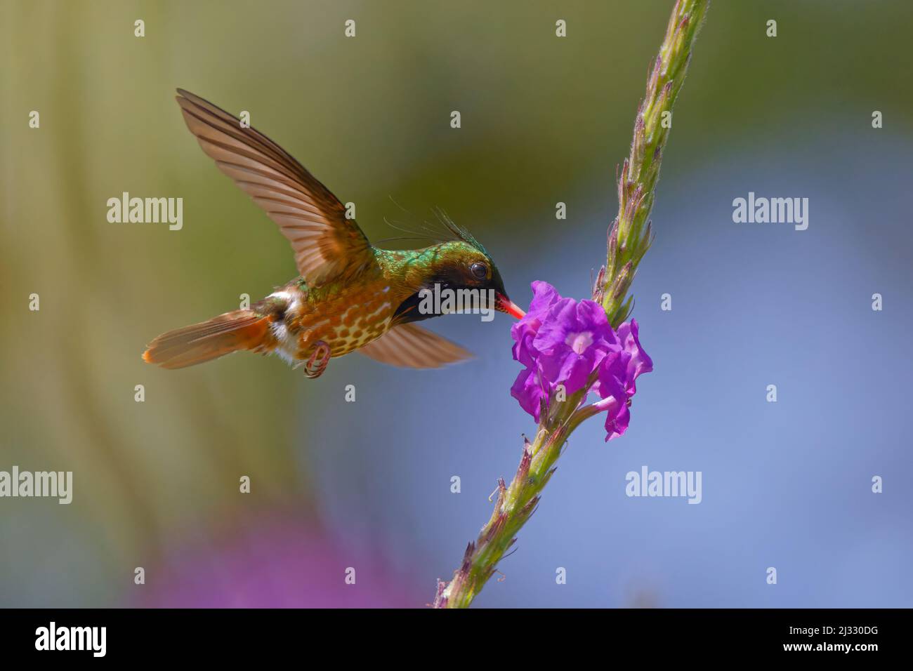 Schwarzer Kokettenhummingbird – Fütterung der Blume Lophornis helenae Provinz Cartago, Costa Rica BI033184 Stockfoto