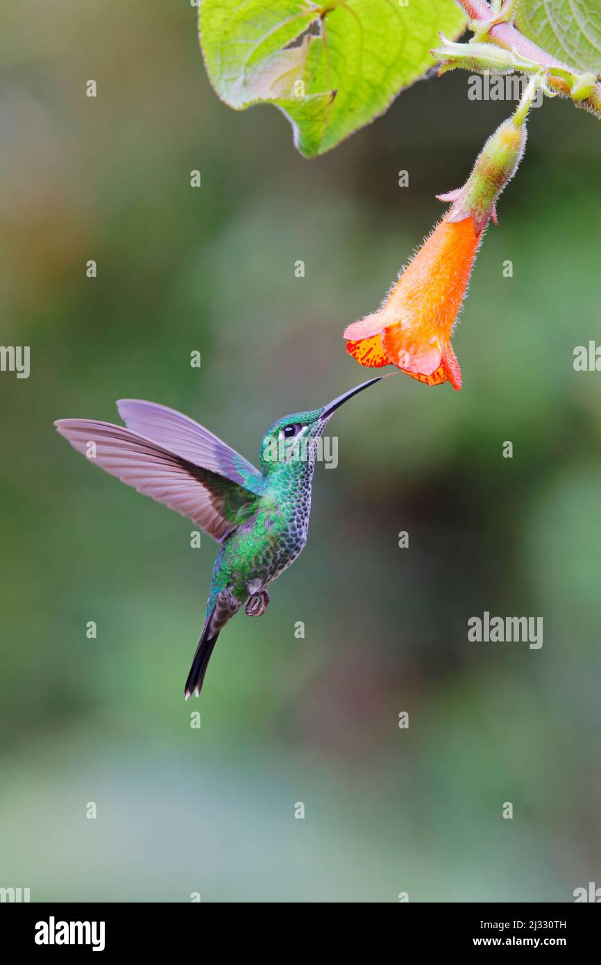 Green Crowned Brilliant Hummingbird - Orange Flower Heliodoxa jacula Alajuela, Costa Rica BI033260 Stockfoto