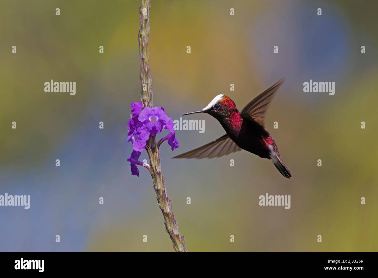 Schneeballhummingbird – Fütterung der Eisenkraut-Blüte Microchrea albocoronata Cartago Province, Costa Rica BI033449 Stockfoto