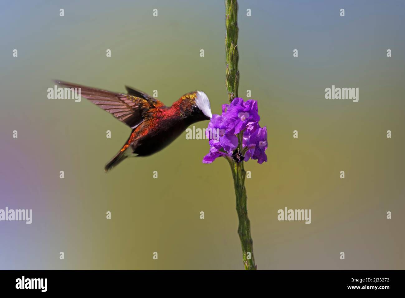 Schneeballhummingbird – Fütterung von Verbena-BlütenMicrochrea albocoronata Cartago Province, Costa Rica BI033451 Stockfoto