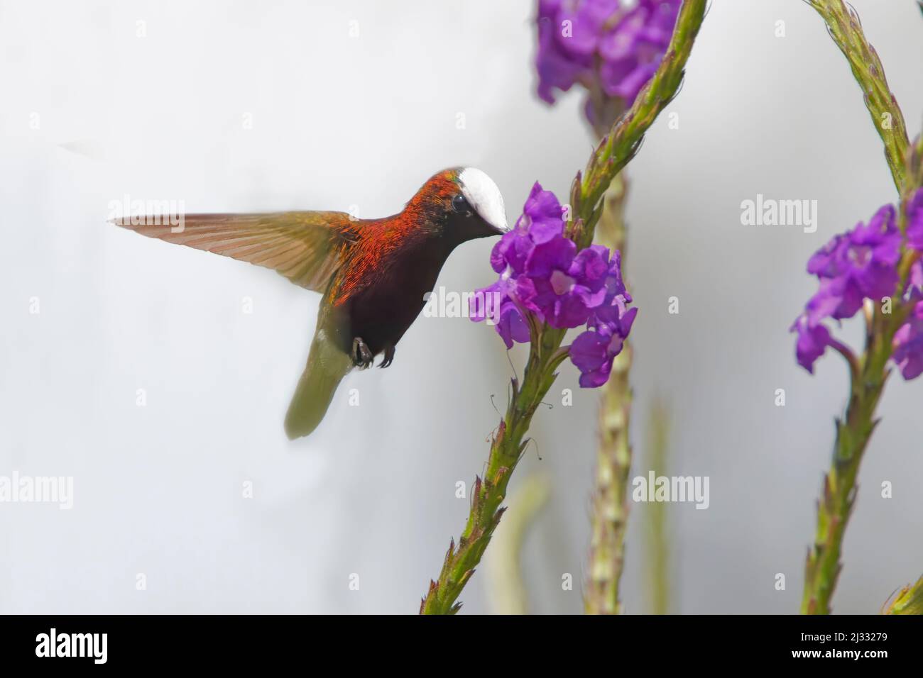 Schneeballhummingbird – Fütterung der Eisenkraut-Blüte Microchrea albocoronata Cartago Province, Costa Rica BI033452 Stockfoto