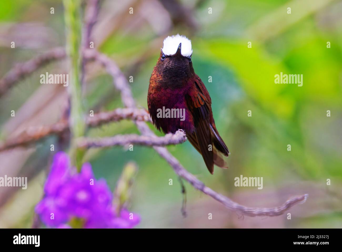 Schneebacken-Kolibri – Provinz Cartago, Costa Rica BI033456 Stockfoto