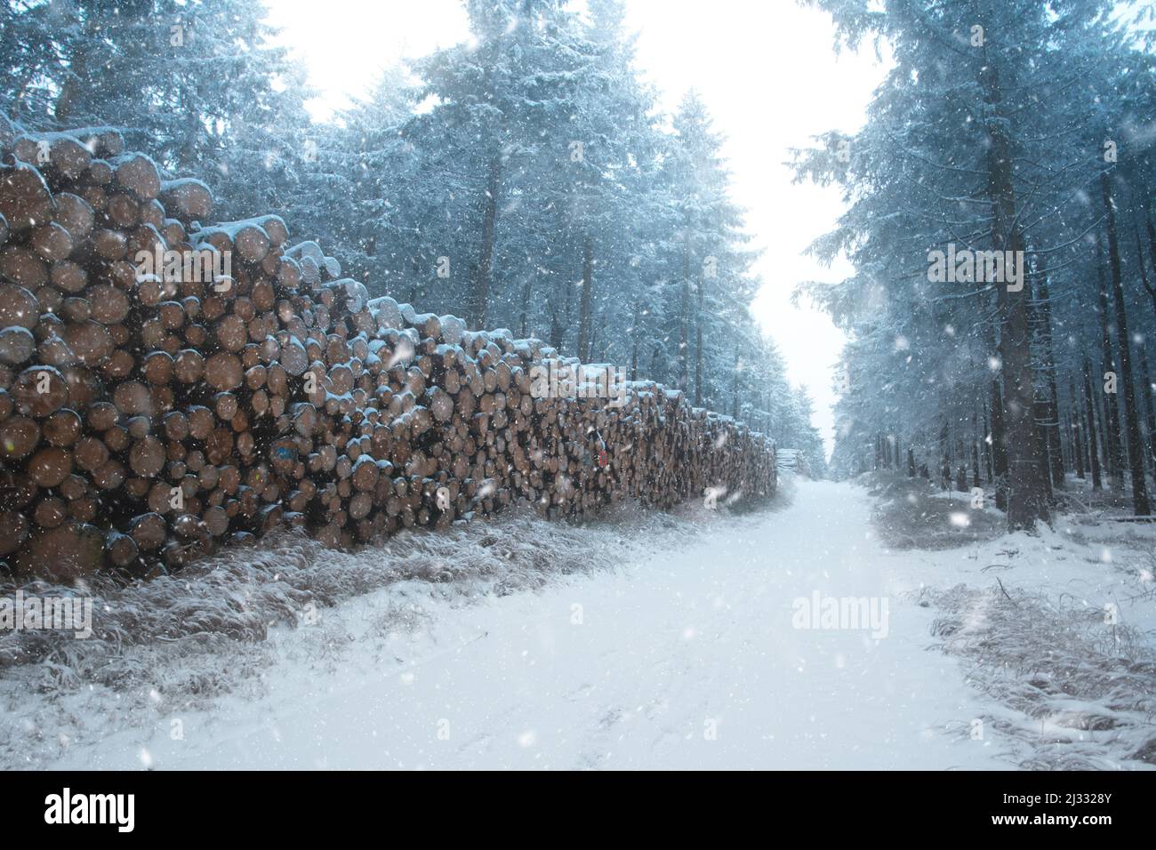 Irgendwo im Wald bei Oberhof, Thüringen, Deutschland Stockfoto