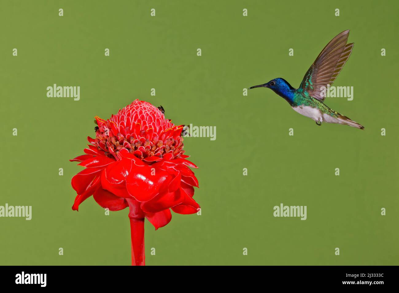 Weißhalsige Jakobiner-Kolibri – auf Fackel-Ingwerblume Florisuga mellivora Boco Tapada, Costa Rica BI033581 Stockfoto