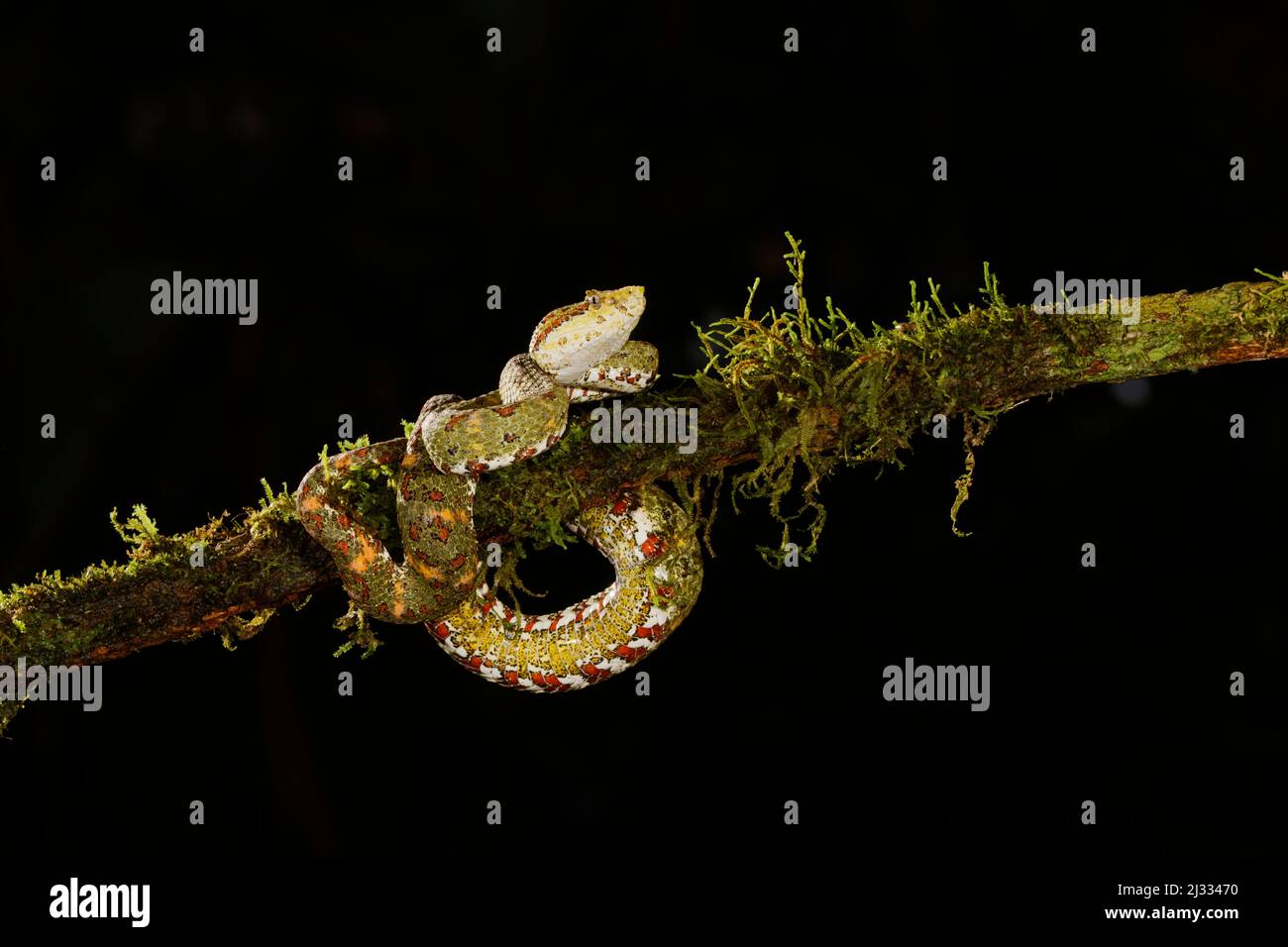 Wimpern-Viper – Grüne Form Bothriechis schlegelii Boco Tapada, Costa Rica RE000441 Stockfoto