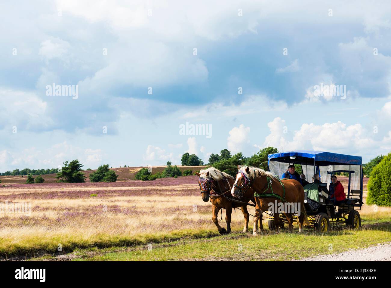 Heideblüten und Pferdekutsche, bei Niederhaverbeck, Naturpark Lüneburger Heide, Niedersachsen, Deutschland Stockfoto