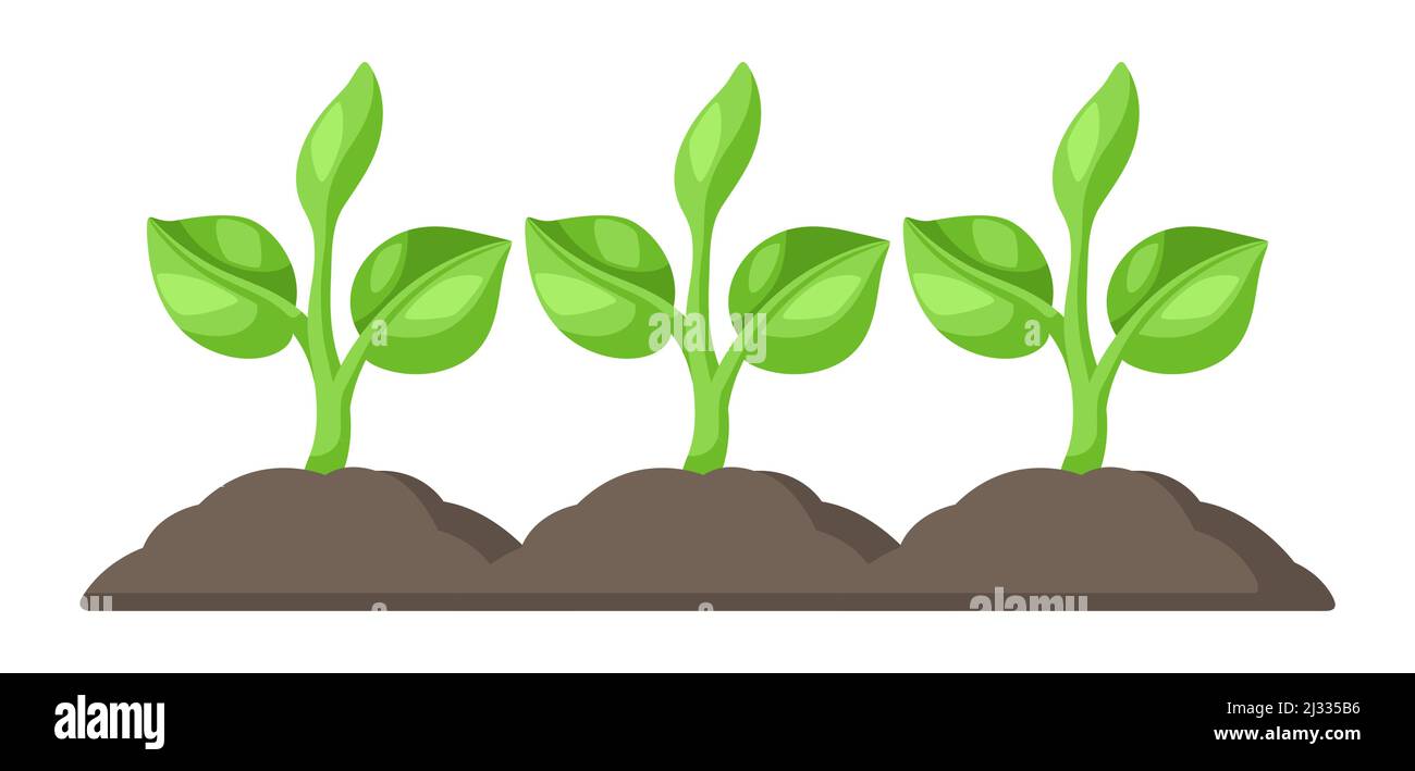 Junge grüne Sprossen im Boden. Landwirtschaftliche Pflanzung Abbildung. Stock Vektor