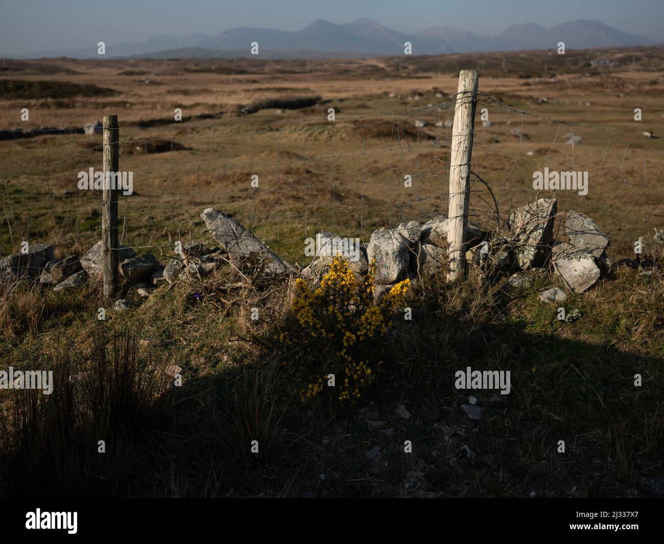 Wilde Pflanzen am Straßenrand in Connemara, Irland. Stockfoto